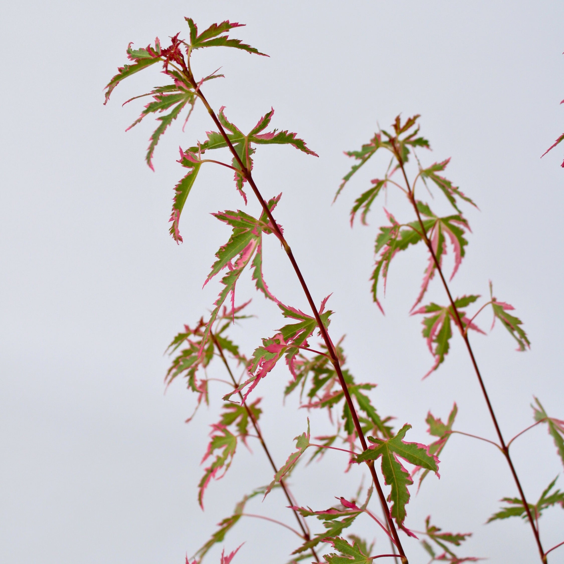 Japansk ahorn - Acer palmatum 'Taylor'