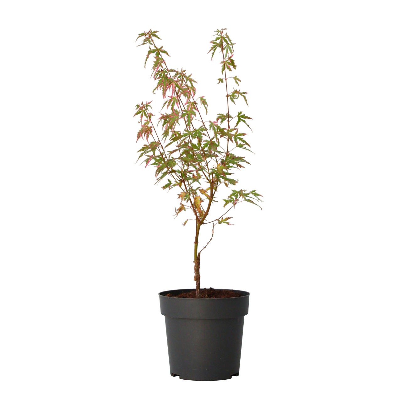 Japansk ahorn - Acer palmatum 'Taylor'