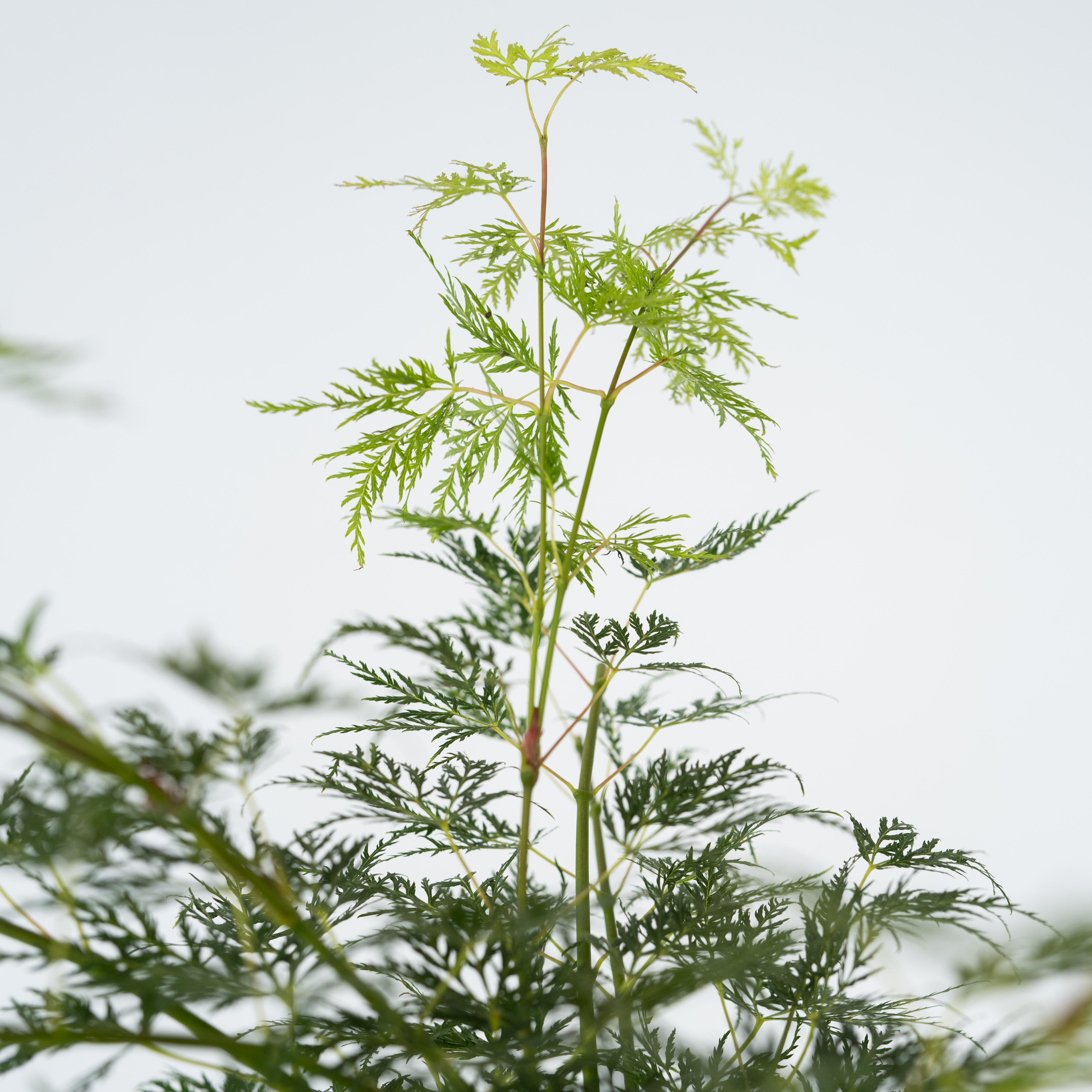 Japansk ahorn - Acer palmatum 'Emerald Lace'