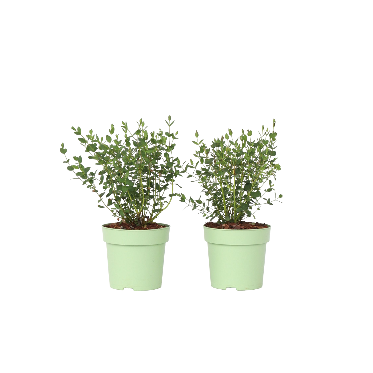Eukalyptus - Sæt med 2 - Eucalyptus parvifolia 'Oliva'