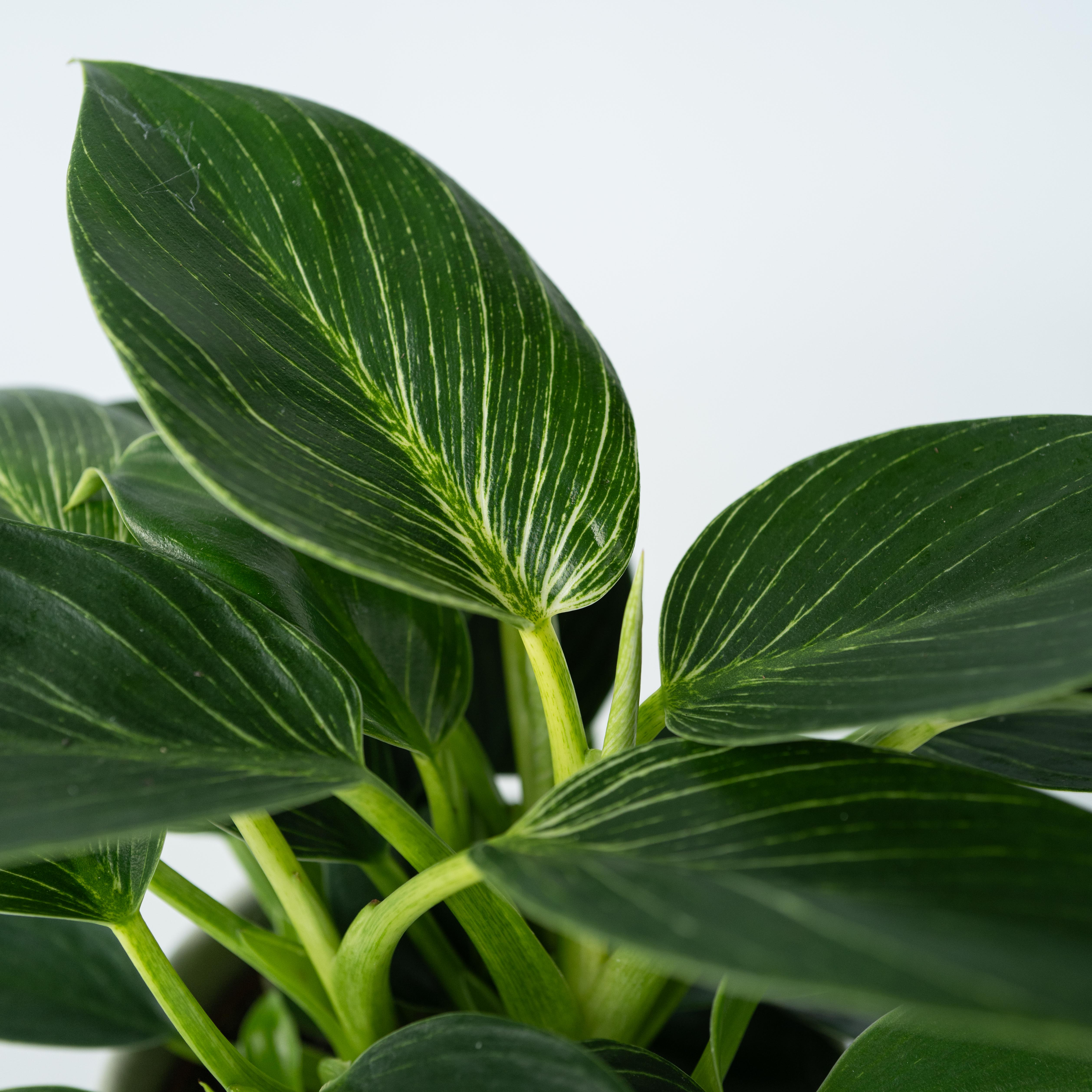 Filodendron - Sæt med 2 - Philodendron 'White Wave'