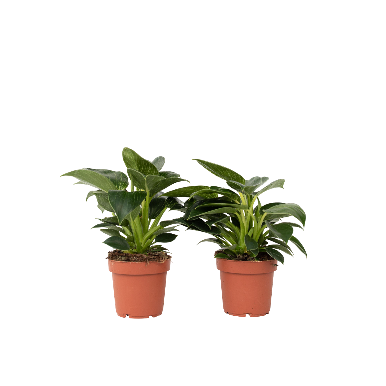 Filodendron - Sæt med 2 - Philodendron 'White Wave'