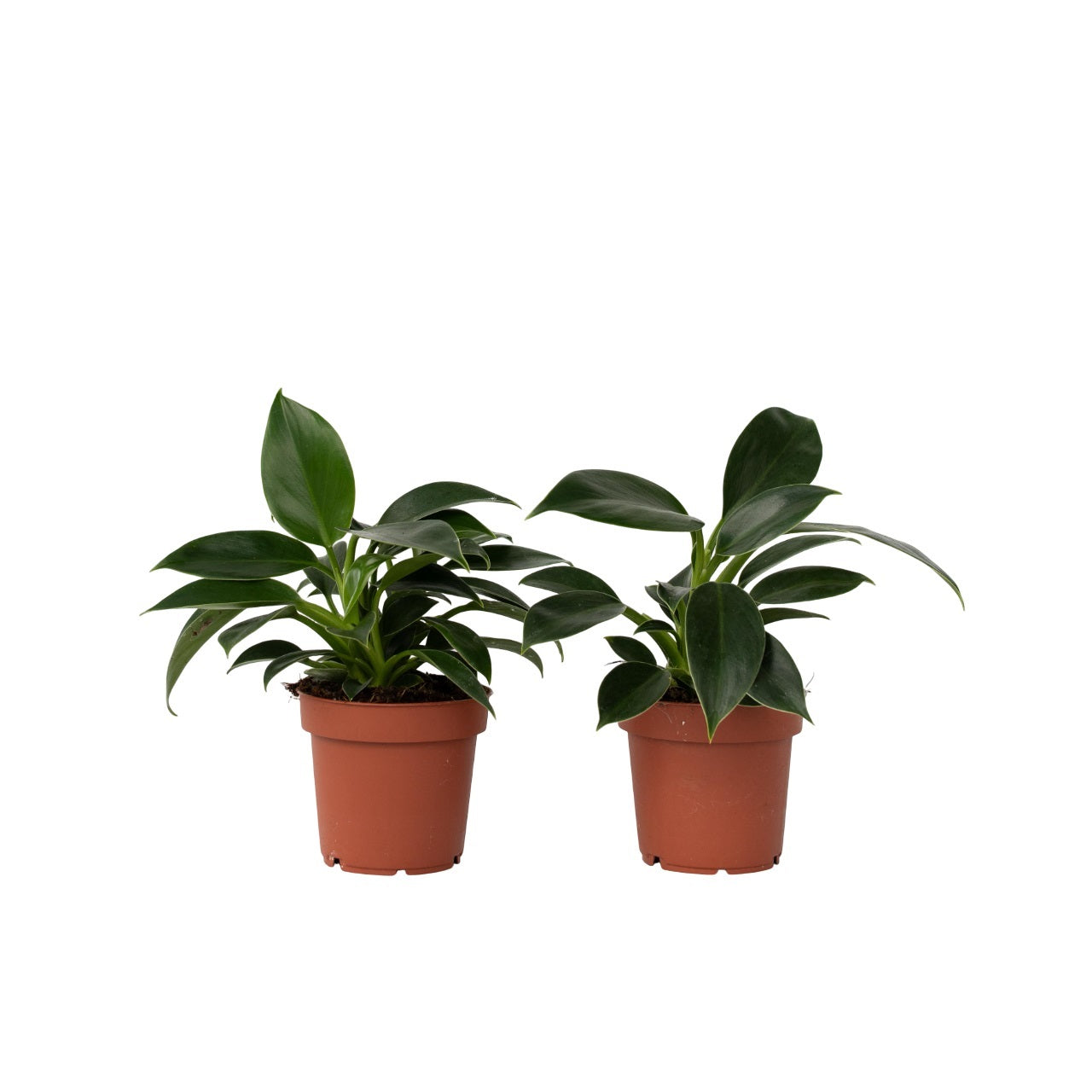 Filodendron - Sæt med 2 - Philodendron 'Green Princess'