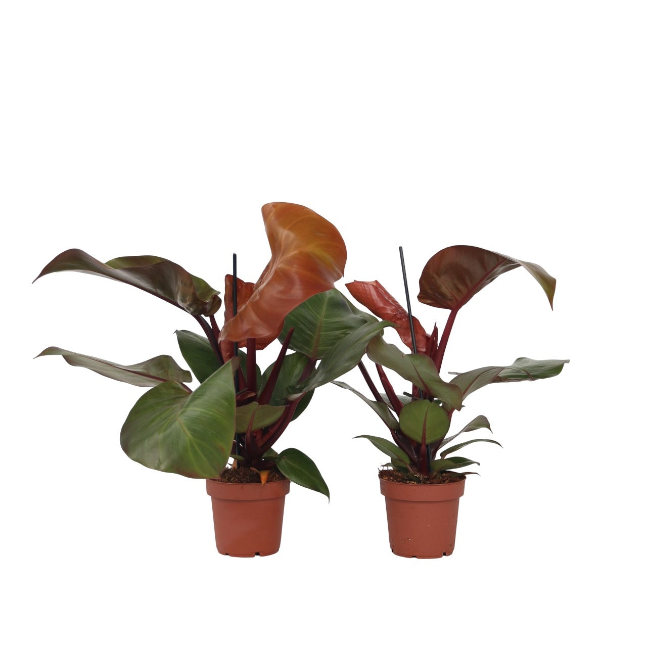 Filodendron - Sæt med 2 - Philodendron 'Sun Light'