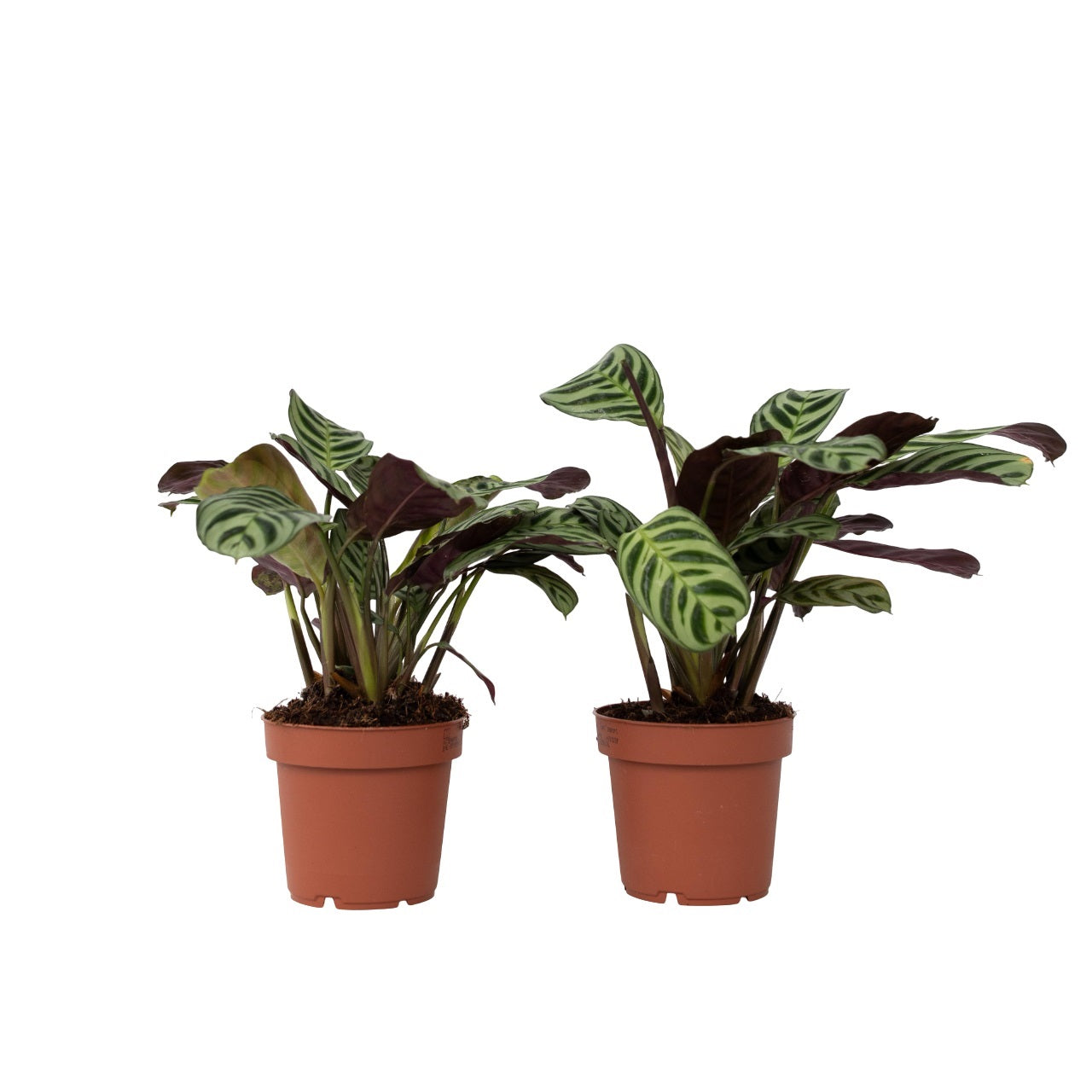 Bønneplante - Sæt med 2 - Ctenanthe 'Amagris'