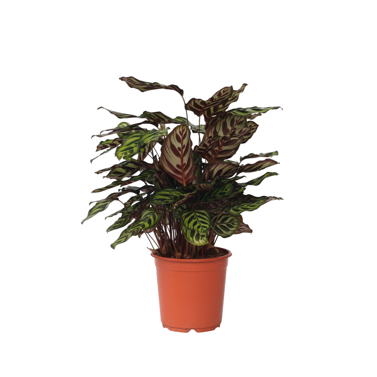 Fiskebensplante - Calathea 'Makoyana'