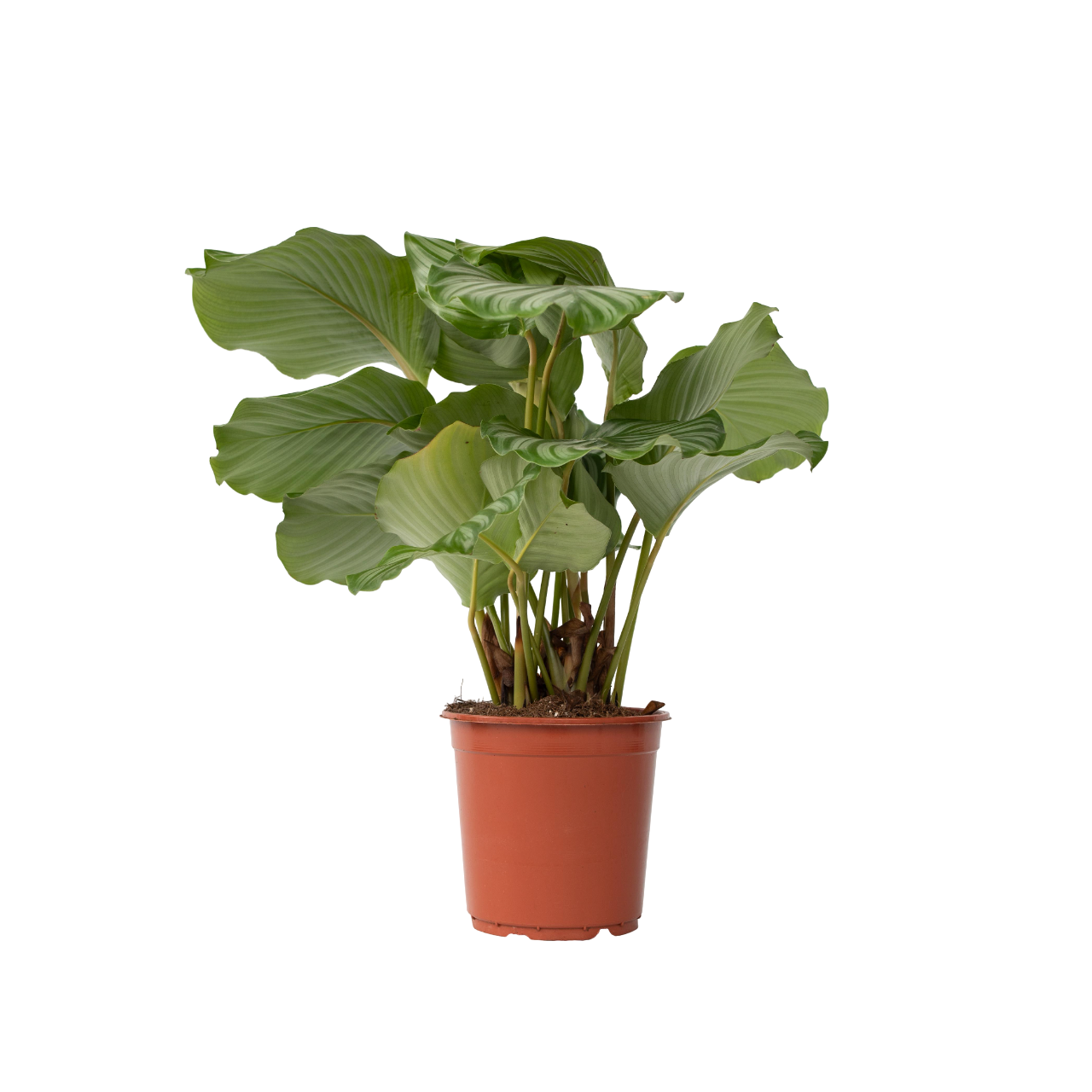 Fiskebensplante - Calathea 'Orbifolia'