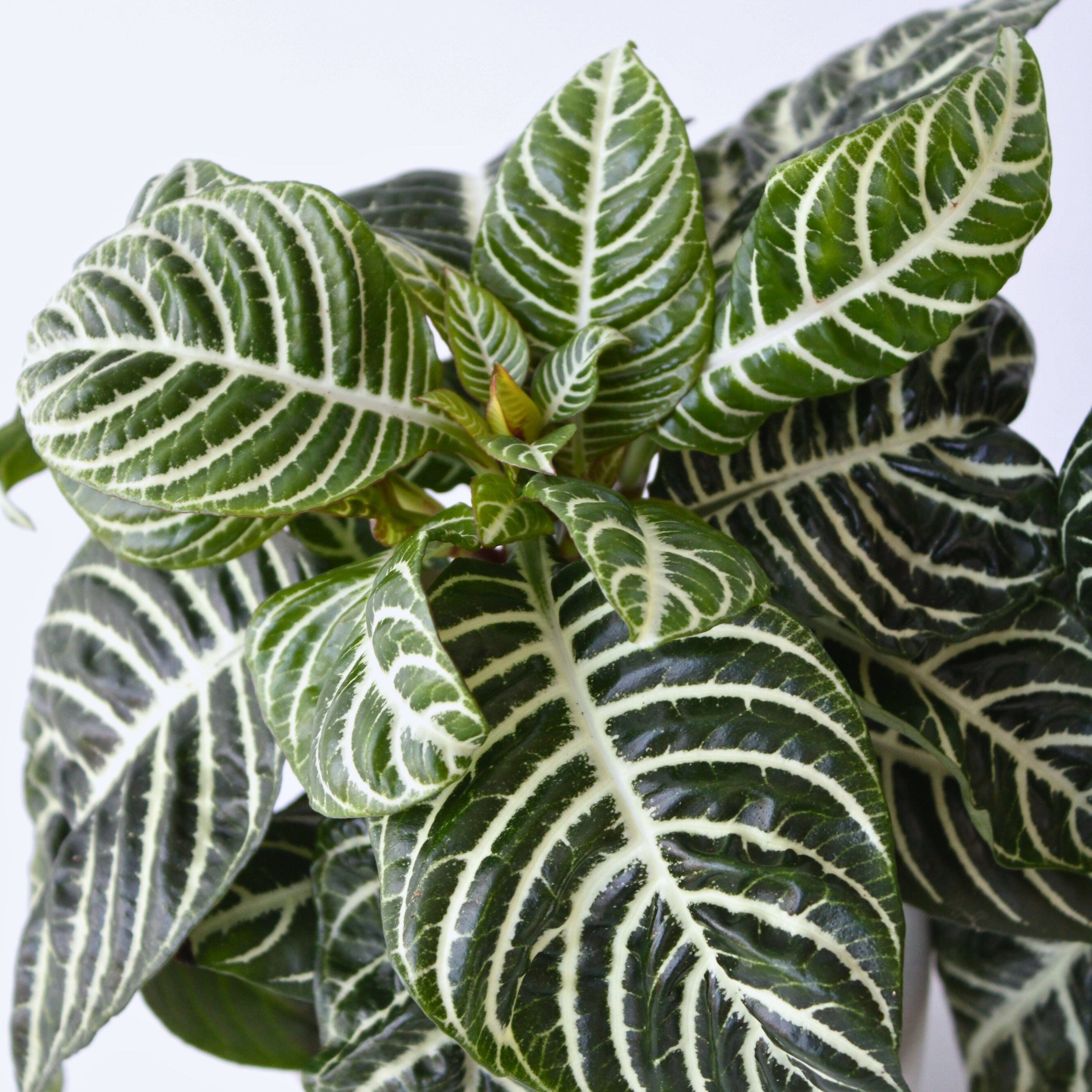 Zebraplante - Aphelandra squarrosa 'Botanica'