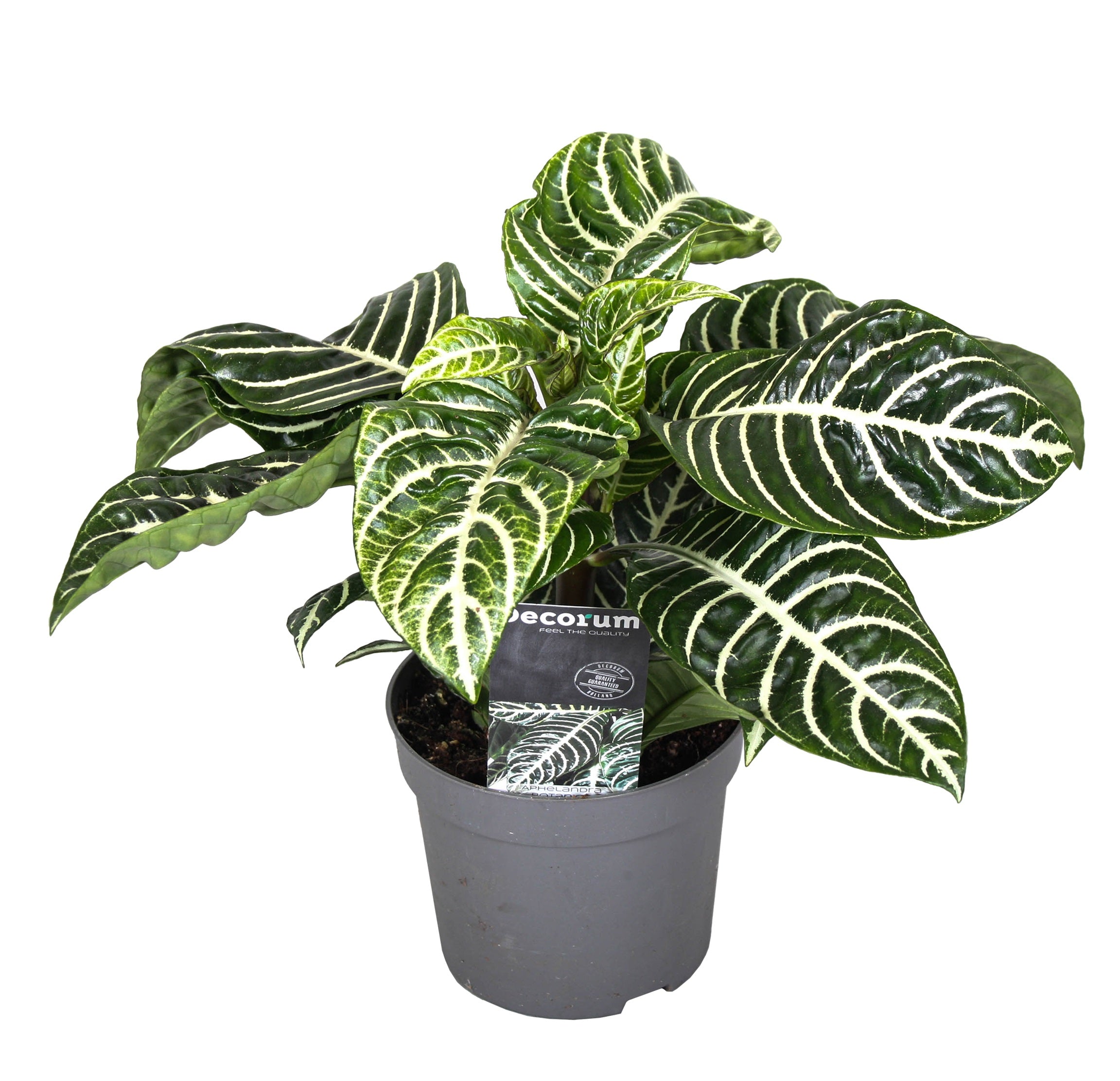 Zebraplante - Aphelandra squarrosa 'Botanica'