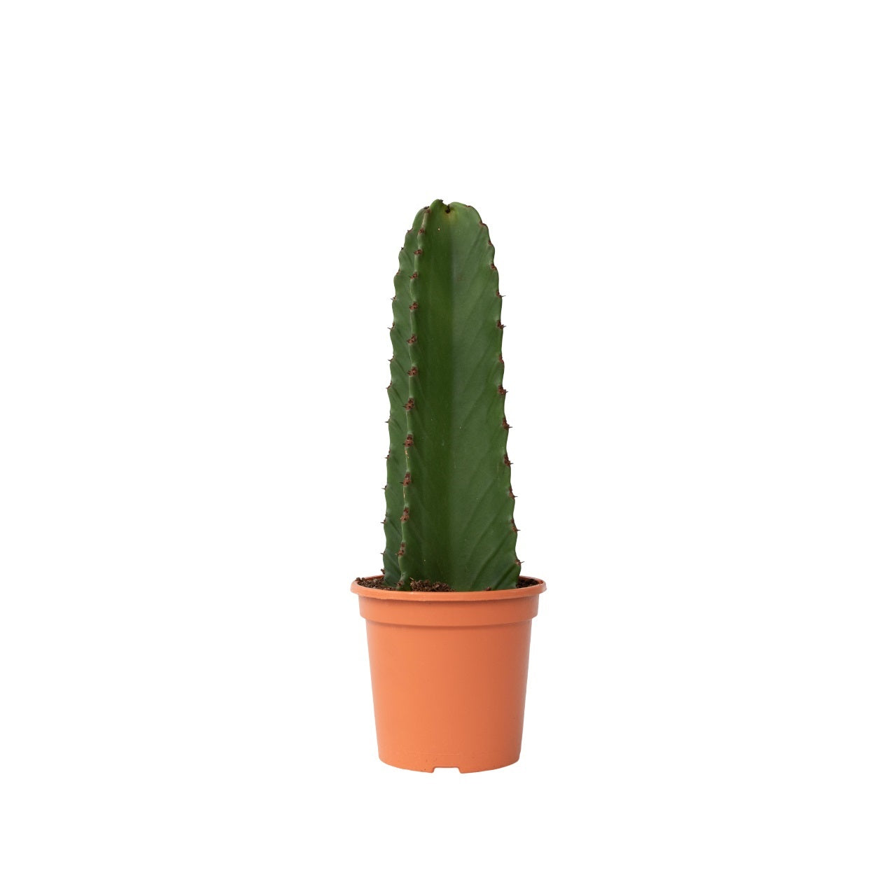 Kandelabertræ - Euphorbia ingens