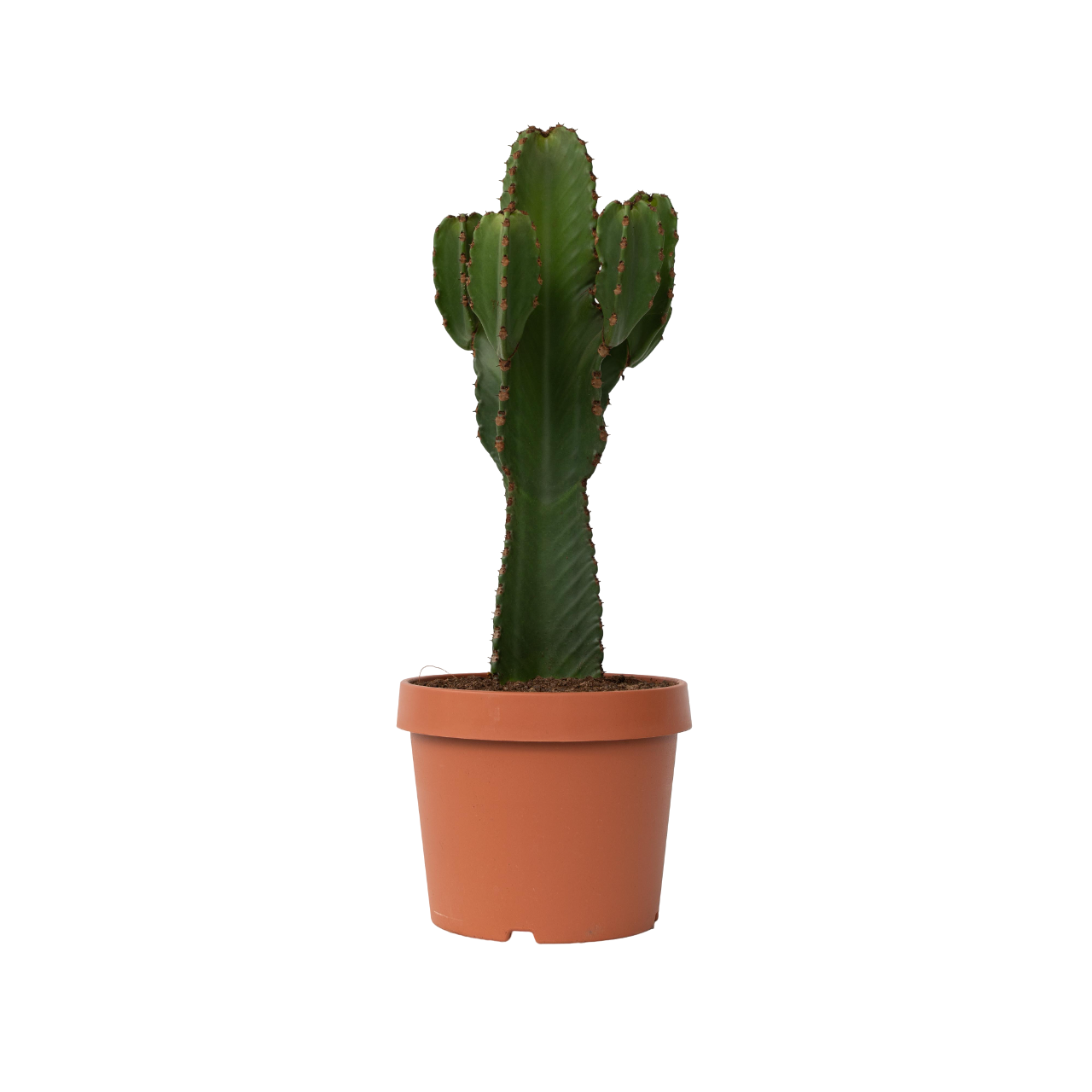 Kandelabertræ - Euphorbia ingens