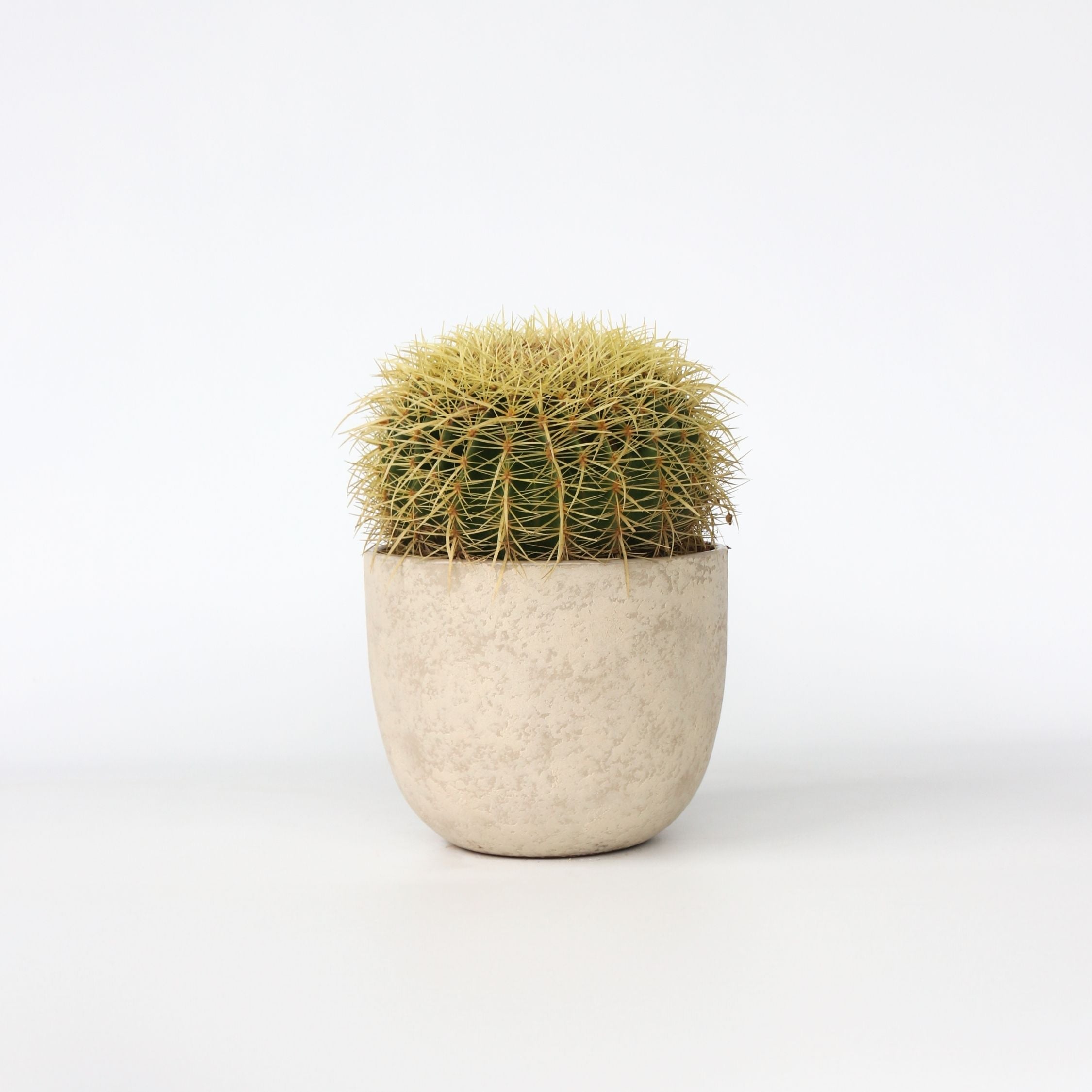 Guldkugle - Echinocactus grusonii