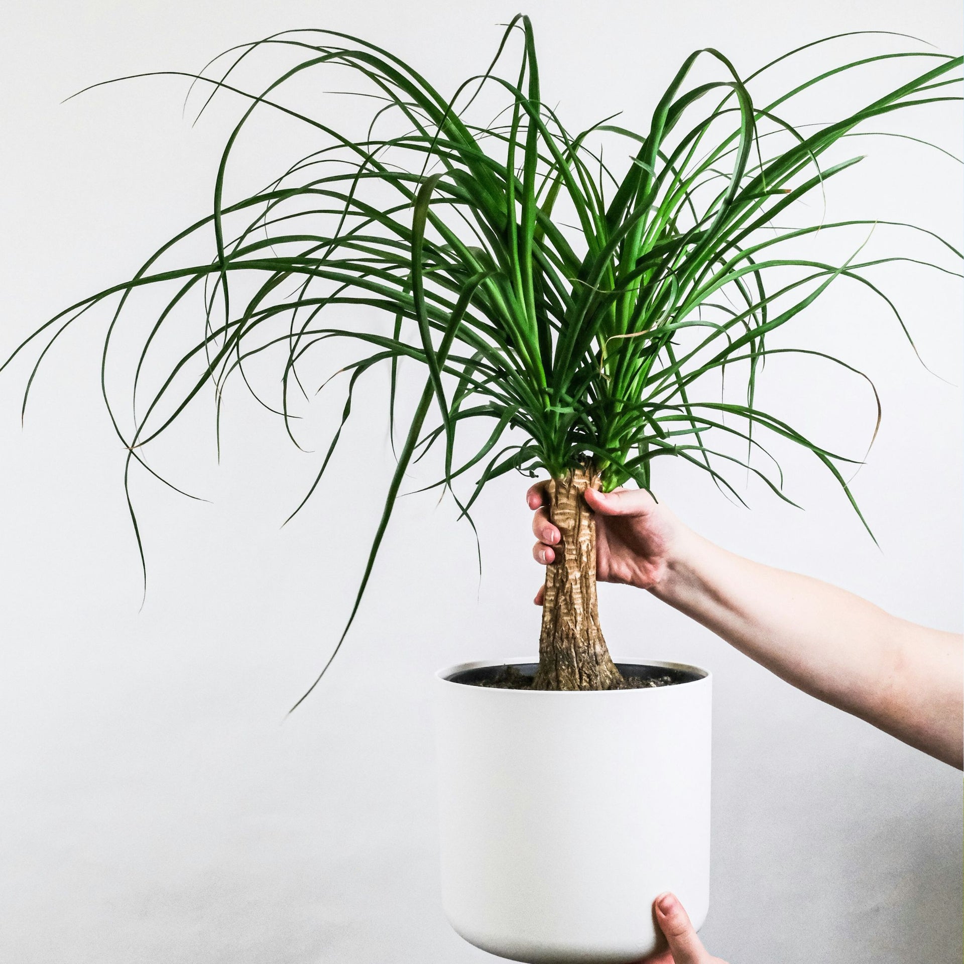 Elefantfod | Beaucarnea 'recurvata'