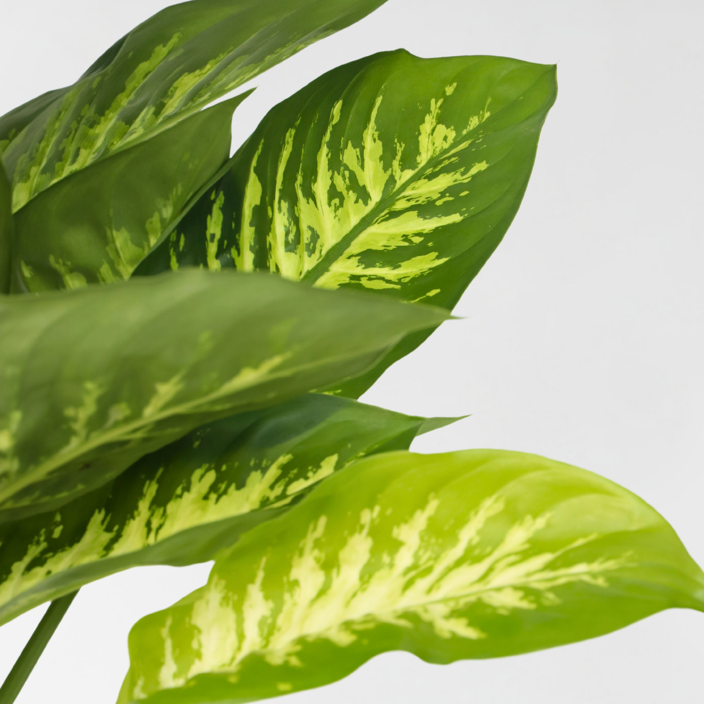 Sigøjnerblad - Dieffenbachia 'Tropic'