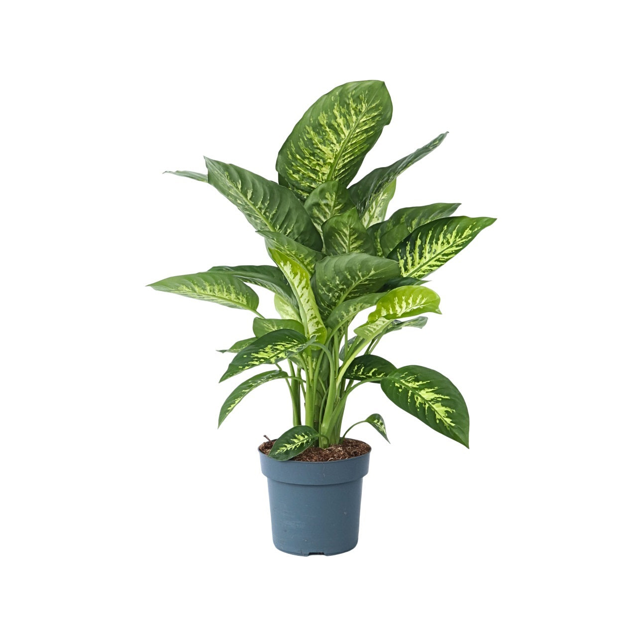 Sigøjnerblad - Dieffenbachia 'Tropic'