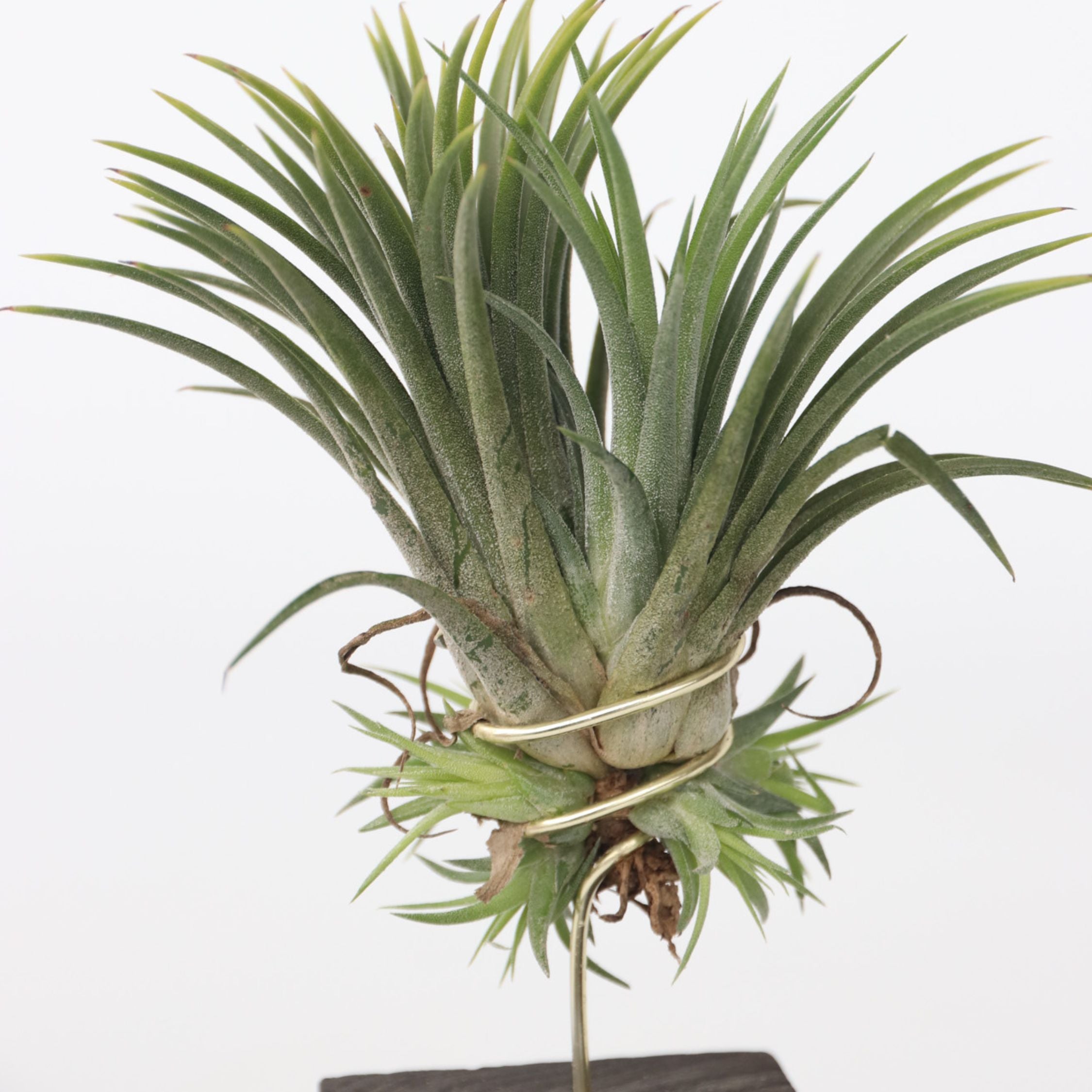 Luftplanter 'Burnt Wood Trio' - Sæt med 3 - Tillandsia