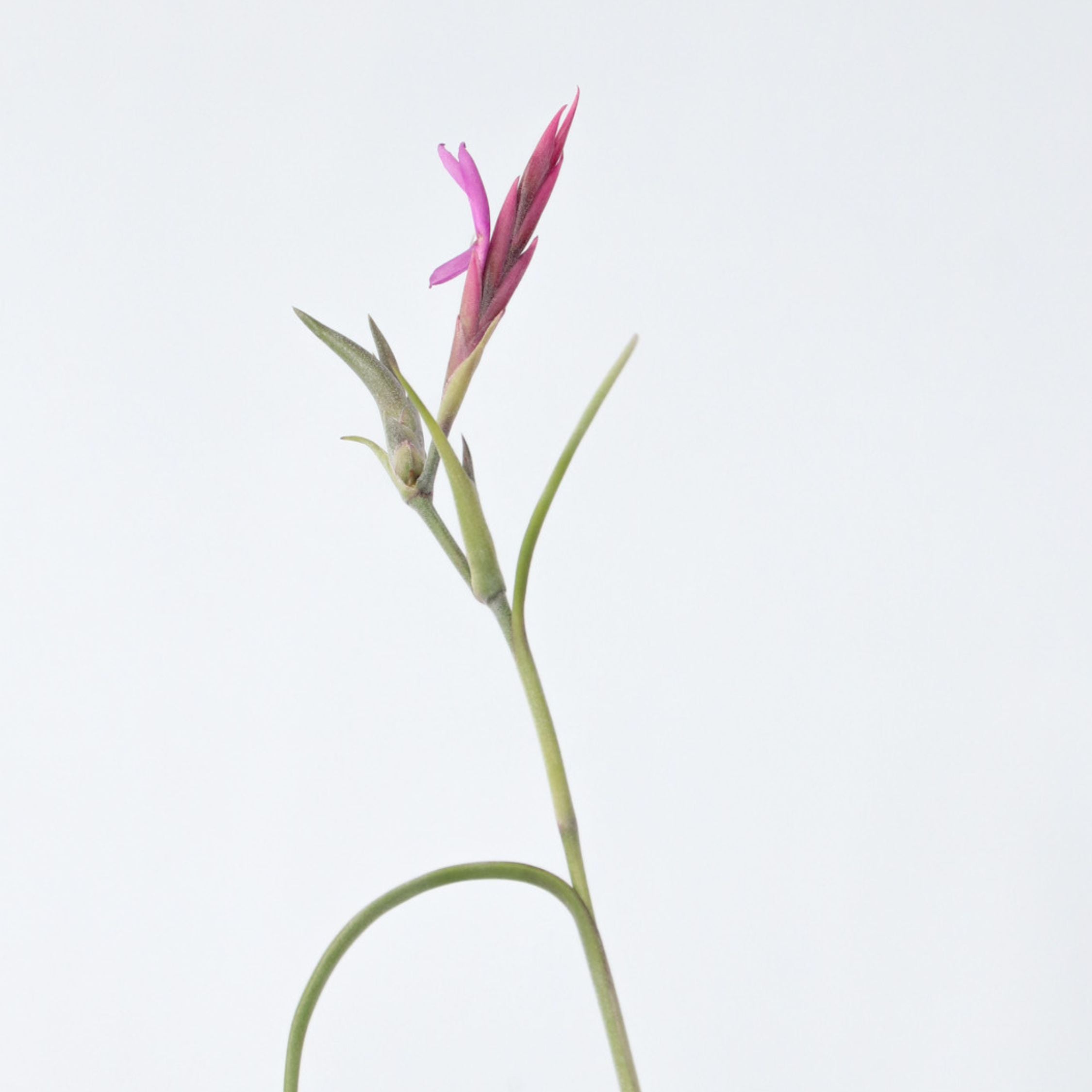 Luftplanter 'Burnt Wood Trio' - Sæt med 3 - Tillandsia