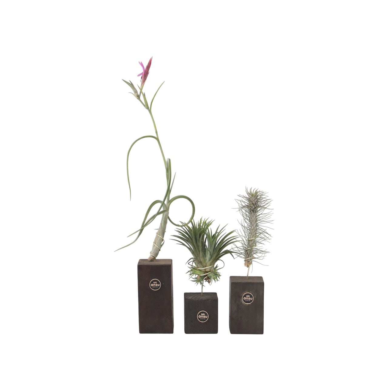 Luftplanter 'Burnt Wood Trio' - Sæt med 3 - Tillandsia