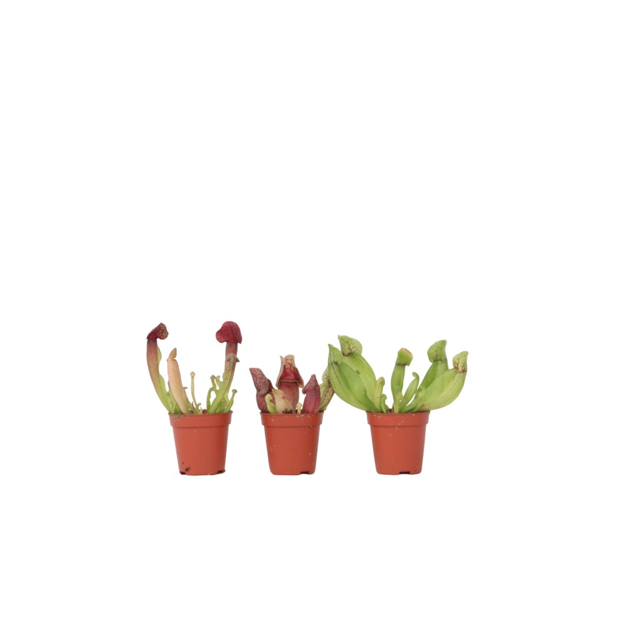 Fluetrompet - Sæt med 3 - Sarracenia purpurea