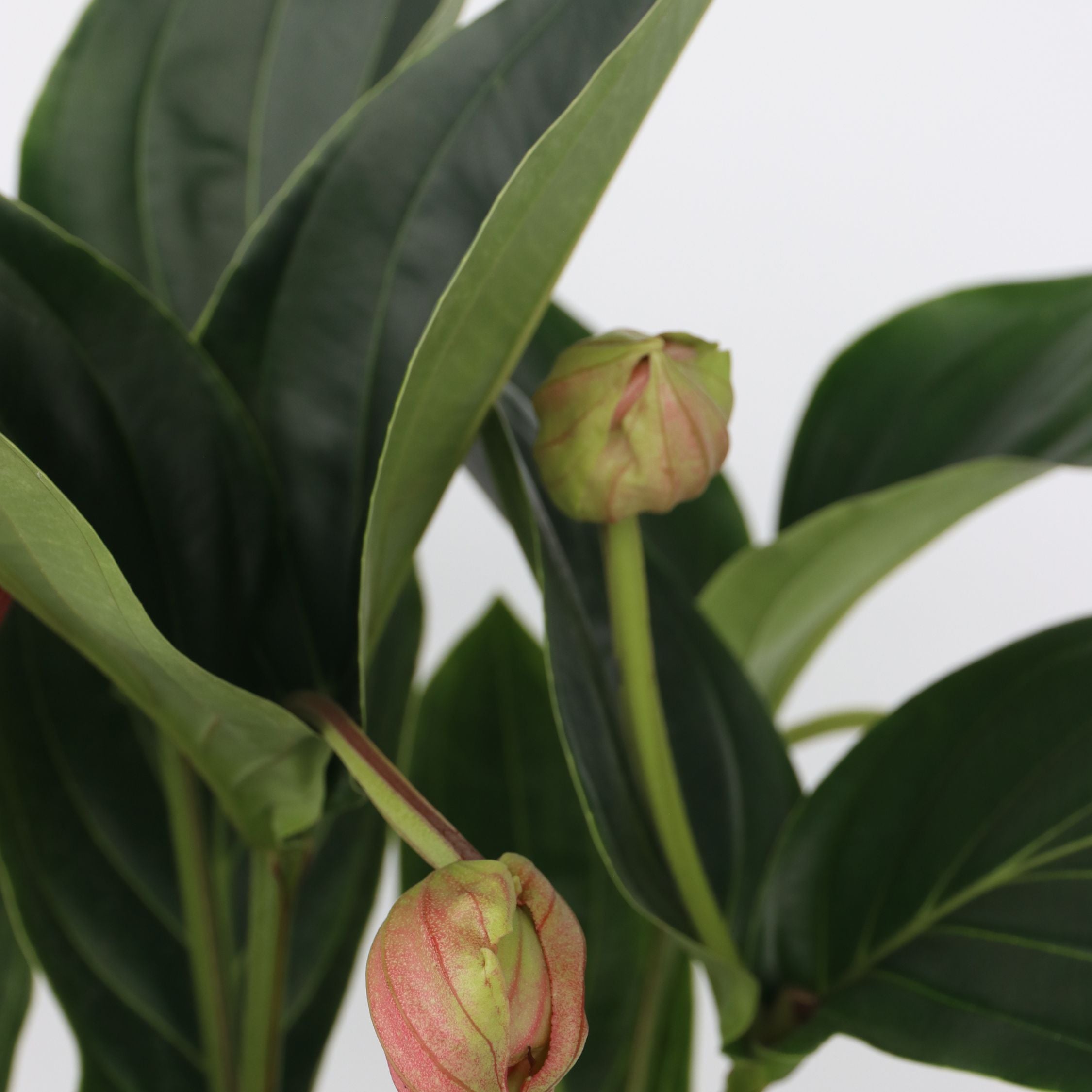 Rosendrue - Medinilla magnifica