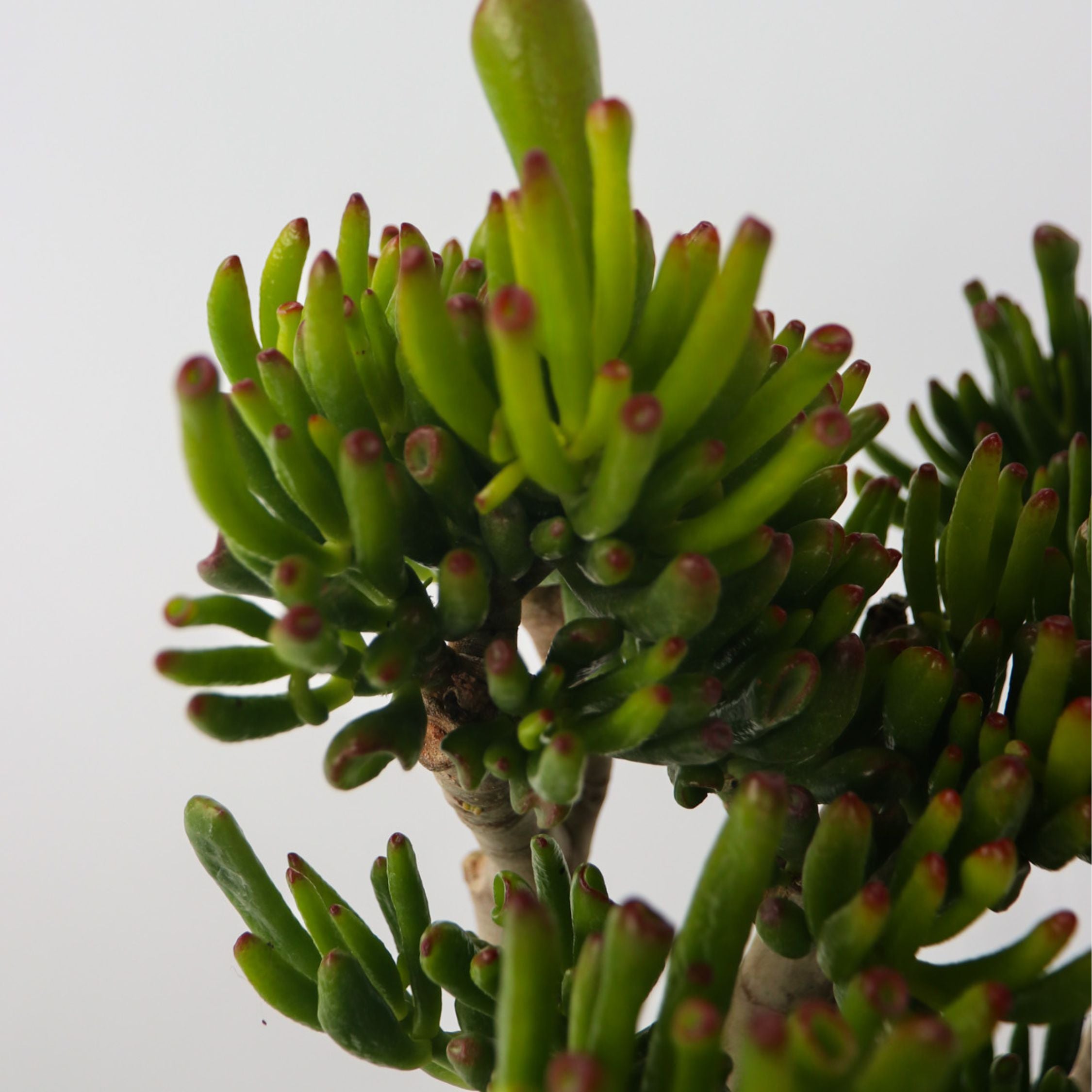 Crassula sukkulent plante - Crassula ovata 'Hobbit'