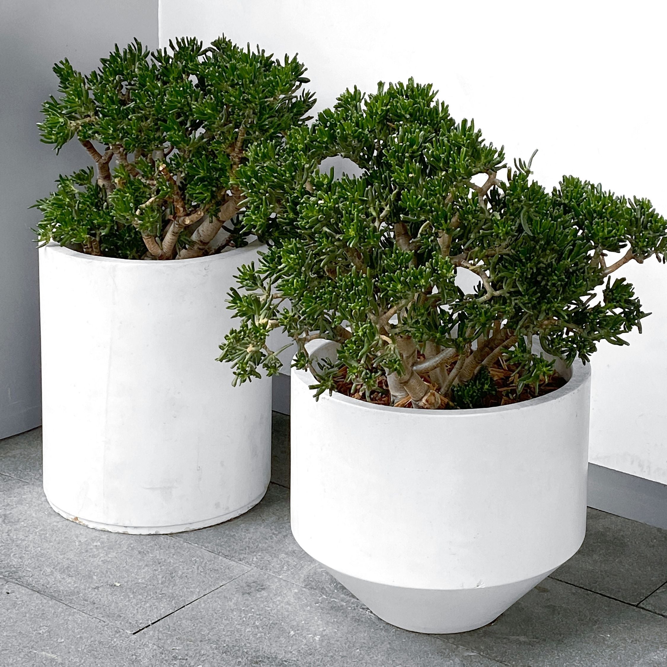 Crassula sukkulent plante - Crassula ovata 'Minor'