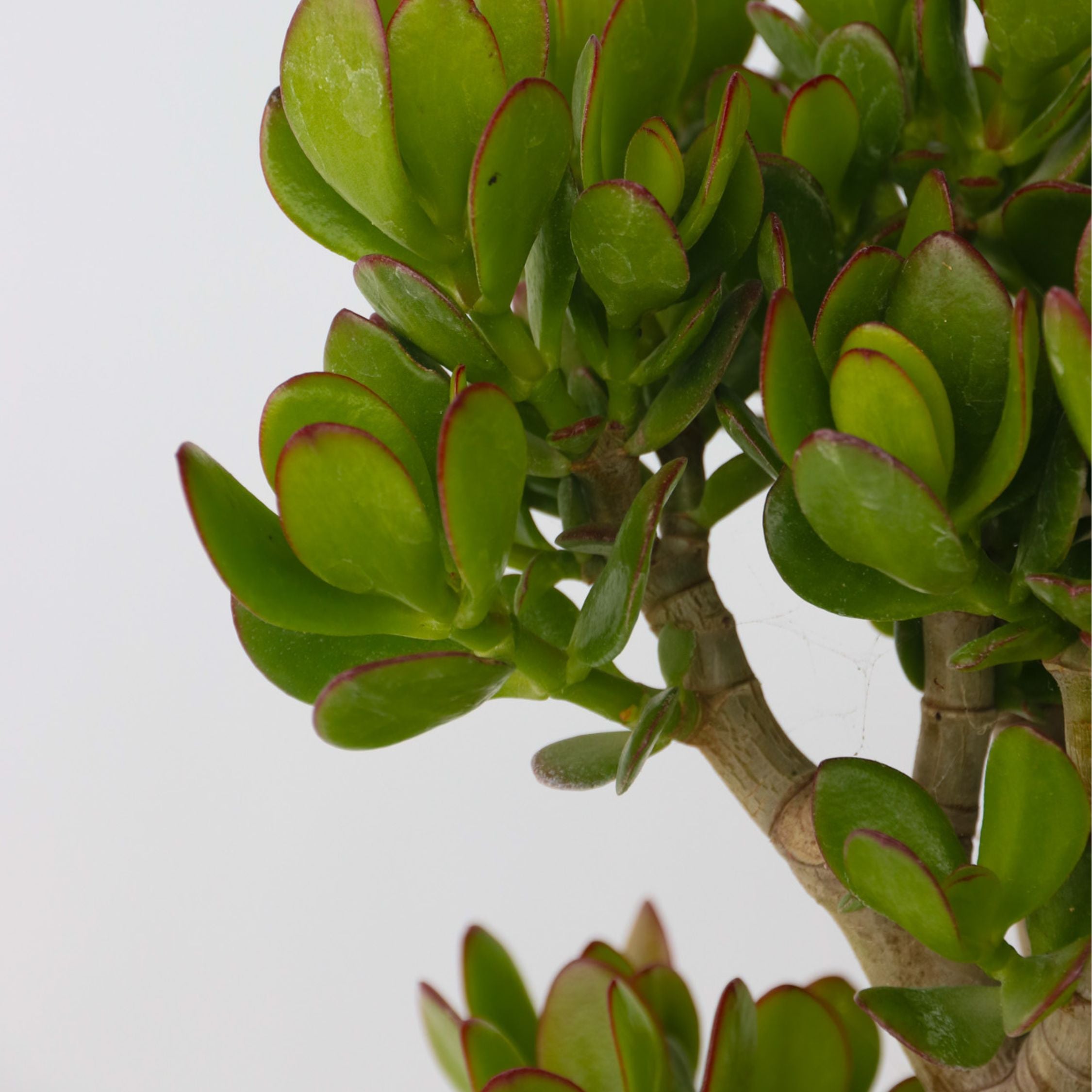 Crassula sukkulent plante - Crassula ovata 'Minor'