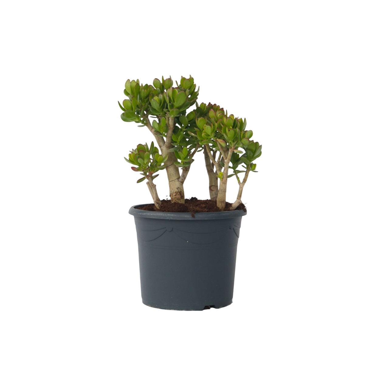 Crassula sukkulent plante - Crassula ovata 'Minor'