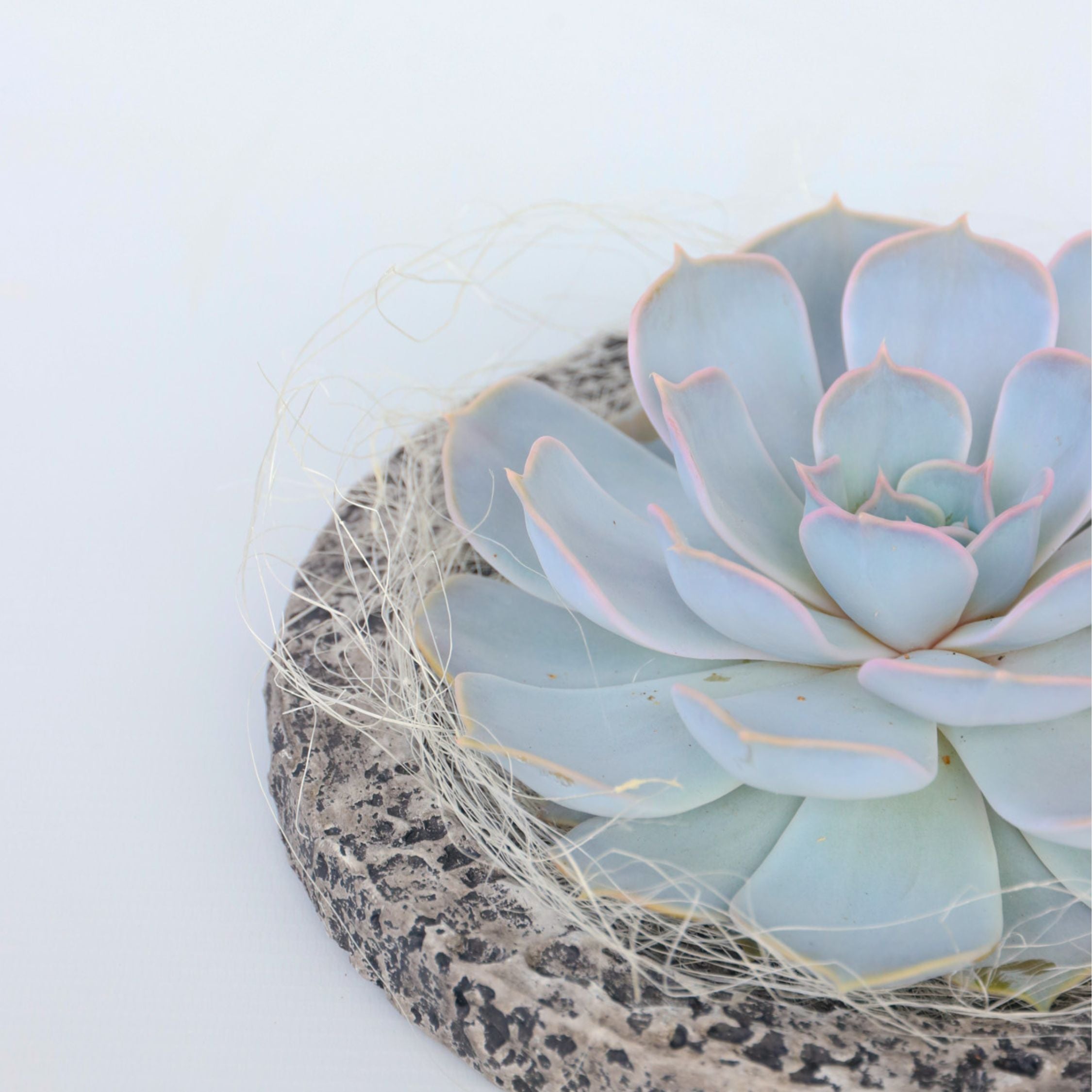 Echeveria Koala skål - Echeveria lilacina