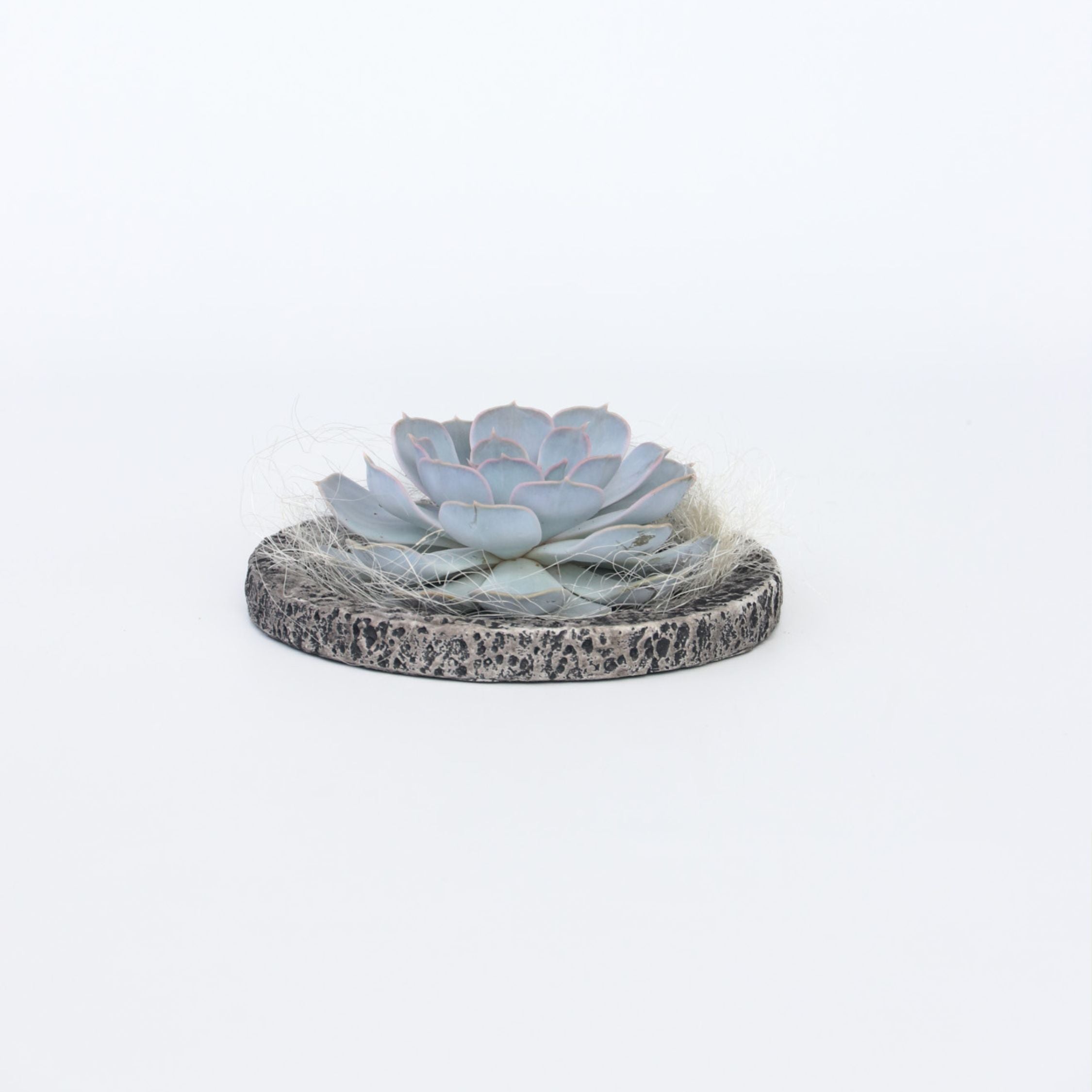 Echeveria Koala skål - Echeveria lilacina