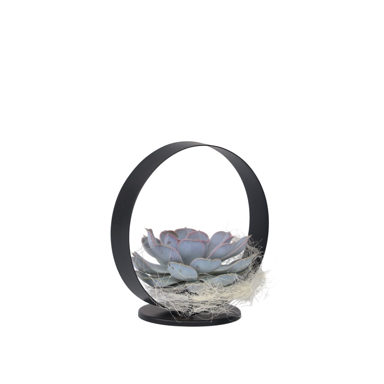 Echeveria sort metalring - Echeveria lilacina