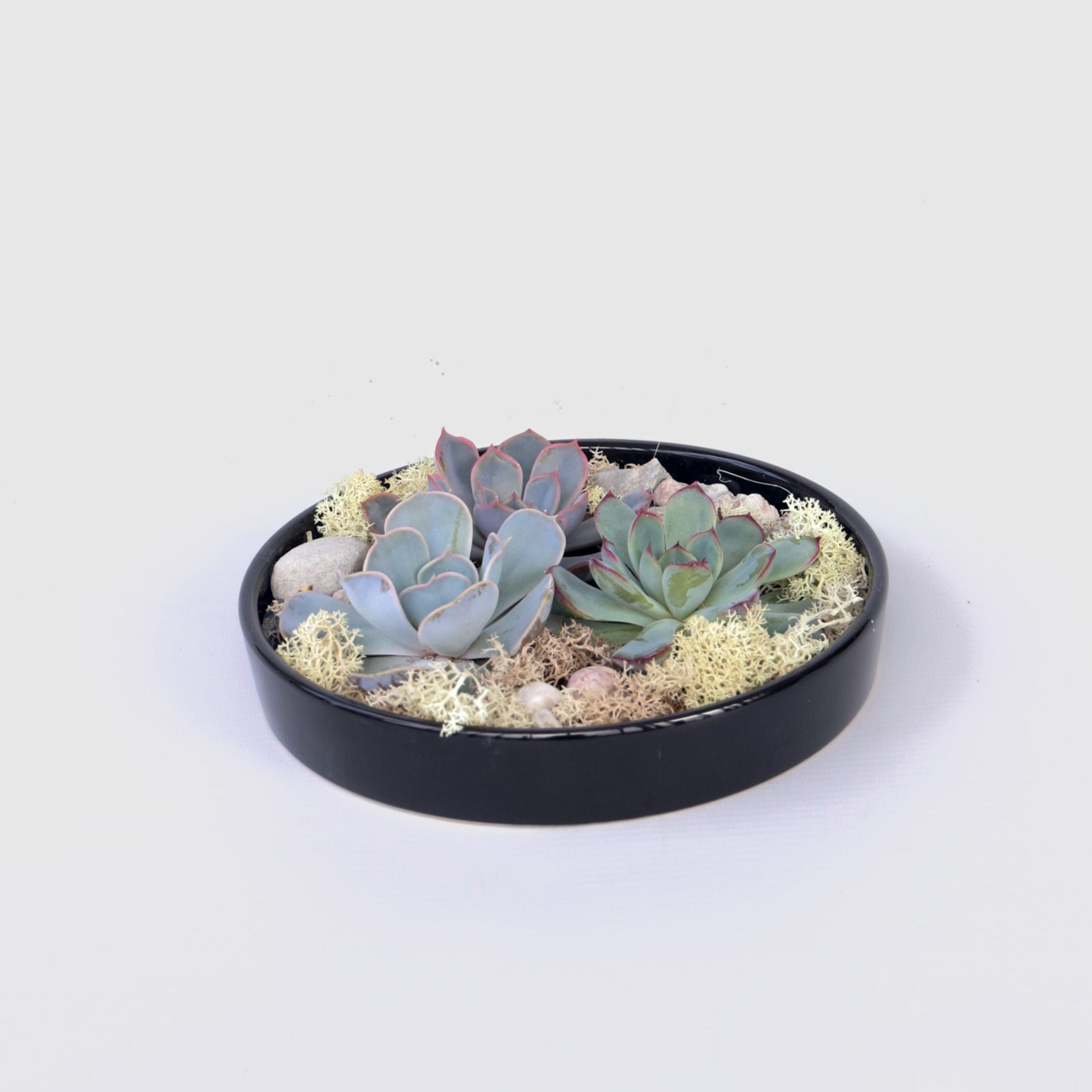 Echeveria Garden Mix Sort - Echeveria lilacina