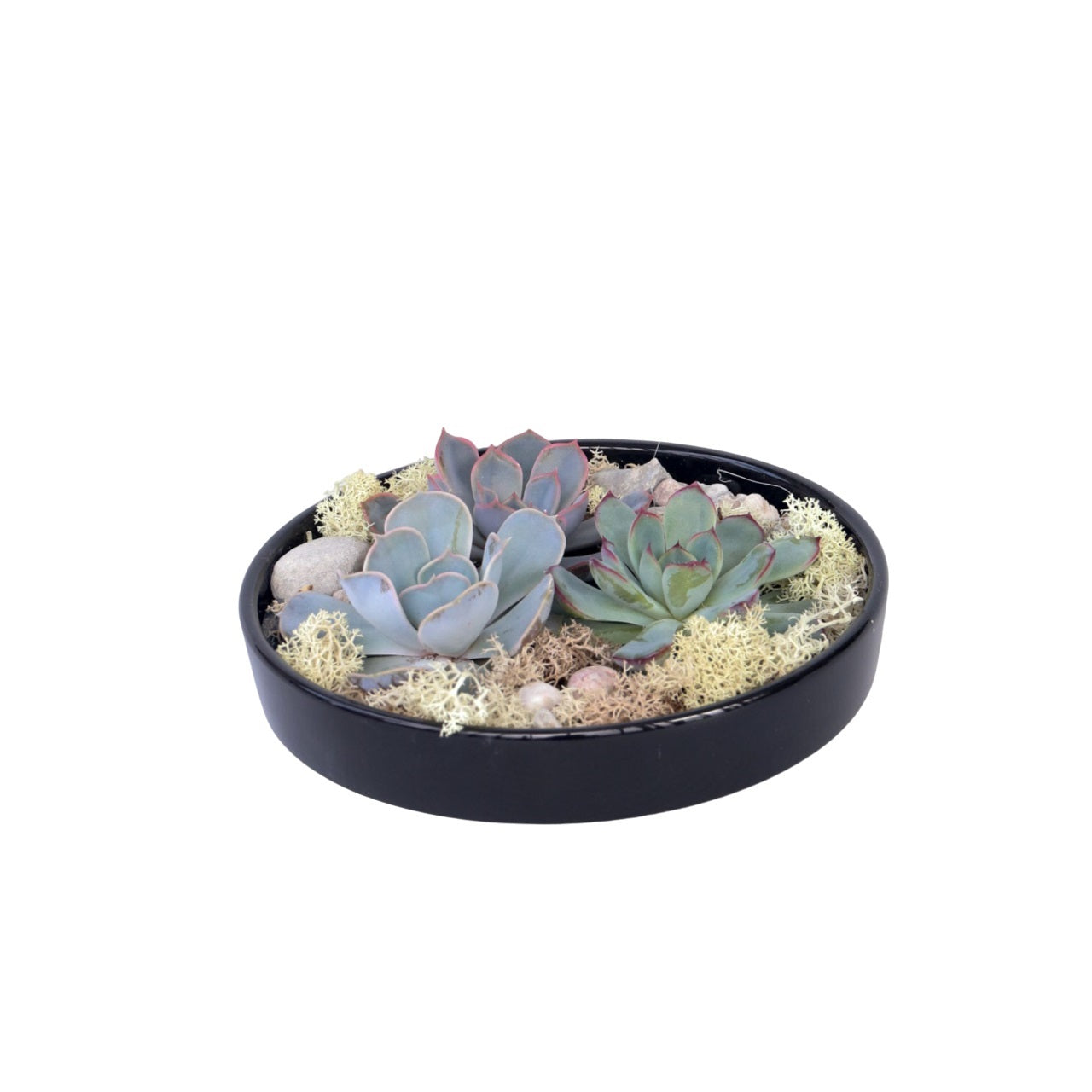 Echeveria Garden Mix Sort - Echeveria lilacina