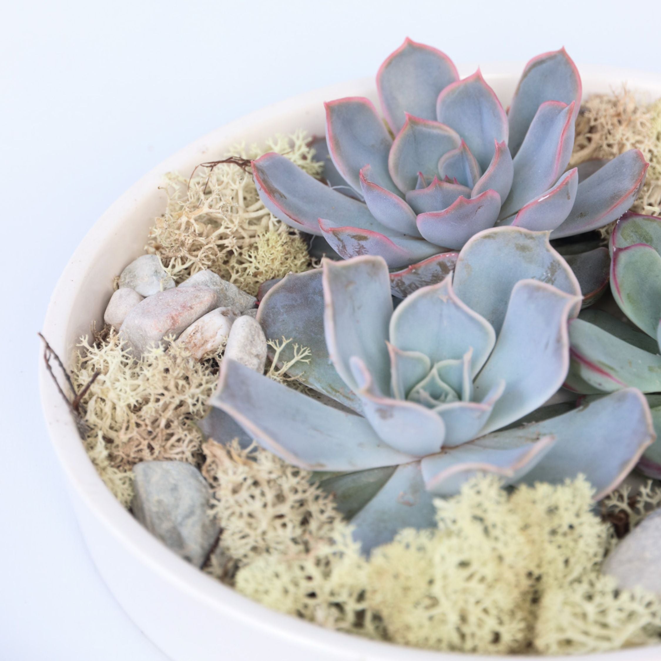Echeveria Garden Mix Hvid - Echeveria lilacina
