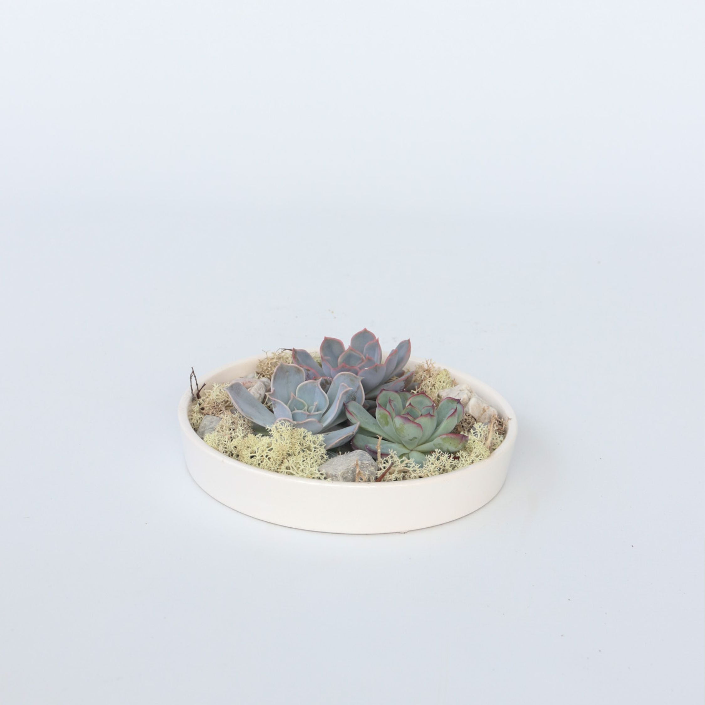 Echeveria Garden Mix Hvid - Echeveria lilacina