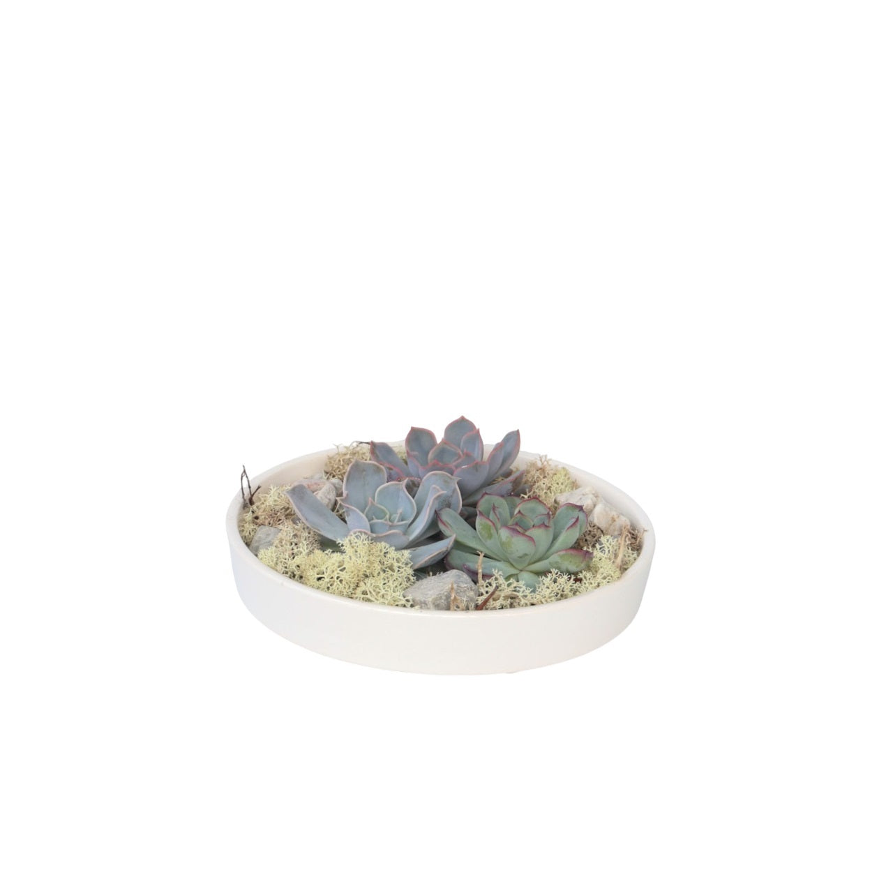 Echeveria Garden Mix Hvid - Echeveria lilacina