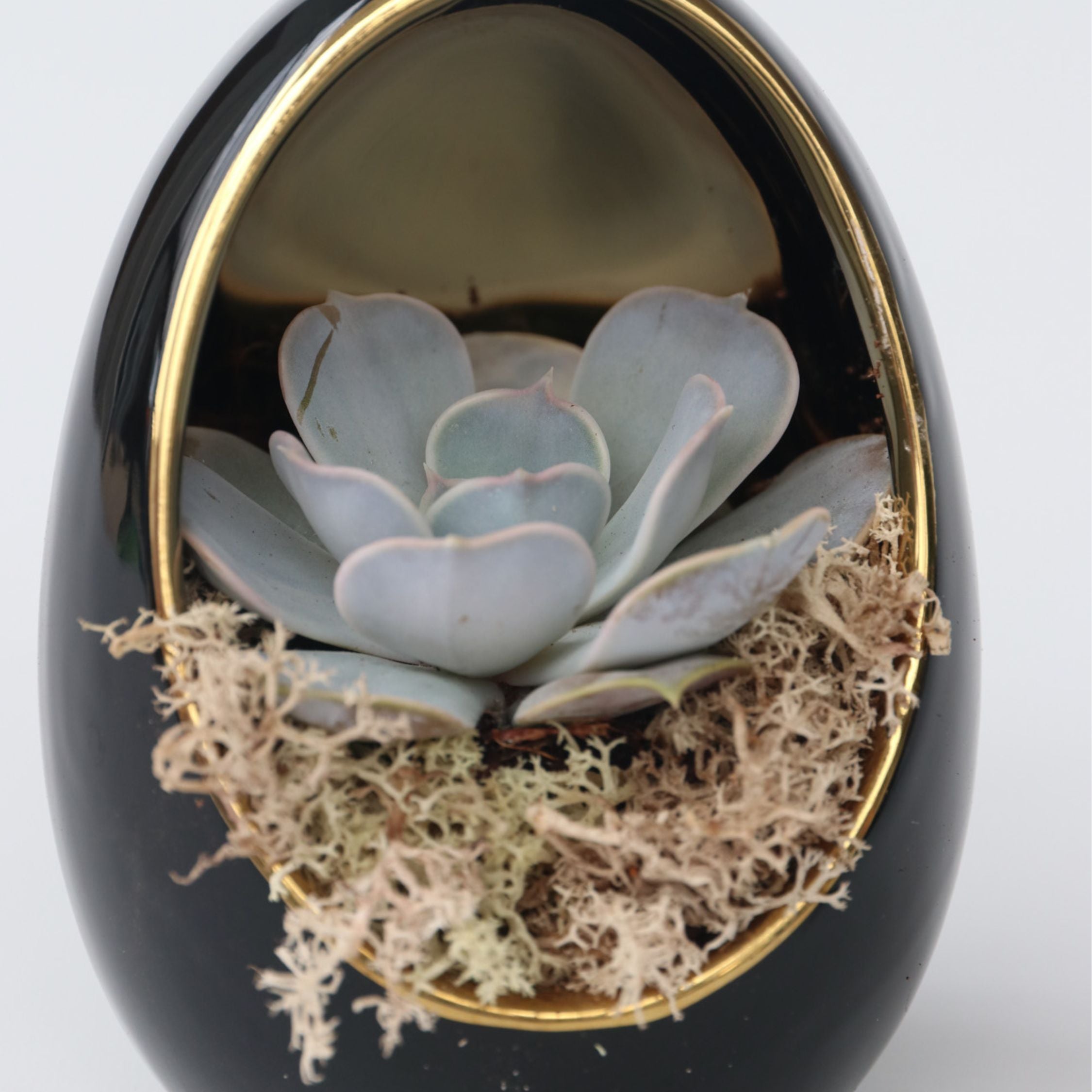 Echeveria Æg Sort Guld - Sæt med 2 - Echeveria lilacina