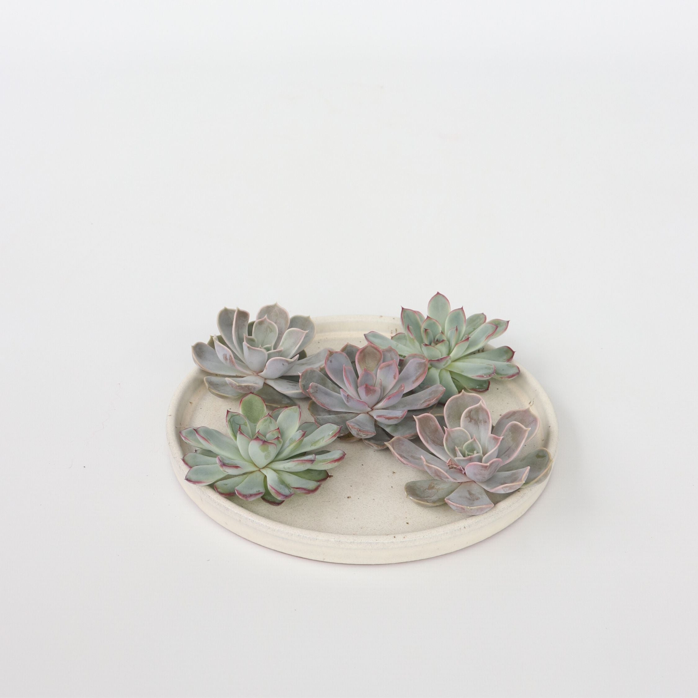 Echeveria DIY Mix - Sæt med 5 - Echeveria lilacina